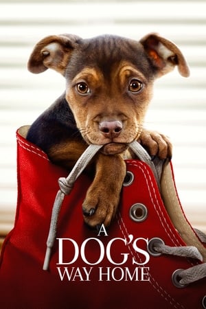 A Dog's Way Home 2019 Dual Audio