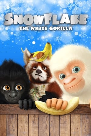 Snowflake, the White Gorilla 2013